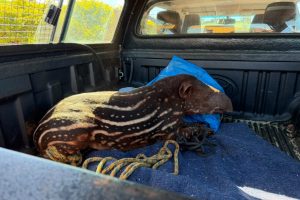 Filhote de anta atacado por cães de caça recebe cuidados intensivos em hospital veterinário no Paraná