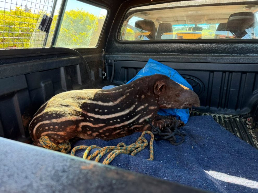 Filhote de anta atacado por cães de caça recebe cuidados intensivos em hospital veterinário no Paraná