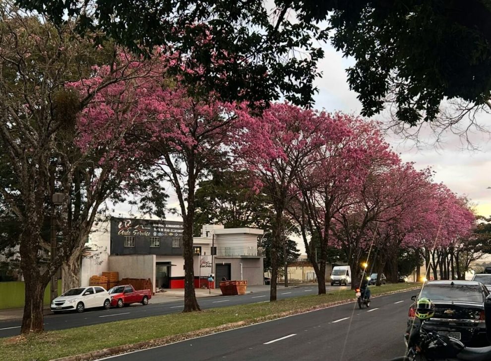 Ipês rosas transformam a paisagem da Cidade Verde