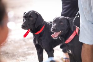 Maringá lança chamamento público para cadastrar e mapear protetores independentes de animais