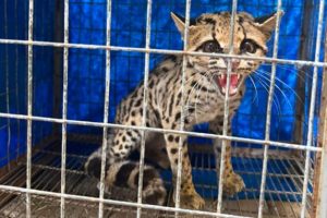 Moradora relata encontro com animal selvagem e raro em condomínio residencial de Maringá: 'Parecia som de onça'
