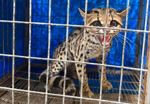 Moradora relata encontro com animal selvagem e raro em condomínio residencial de Maringá: 'Parecia som de onça'