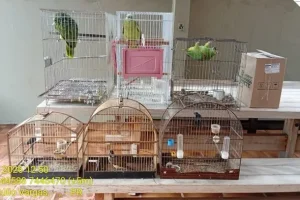 Quatro pessoas são levadas à delegacia por manter aves silvestres em cativeiro