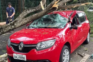 Galho de árvore cai e atinge carro com idoso dentro na Avenida São Paulo