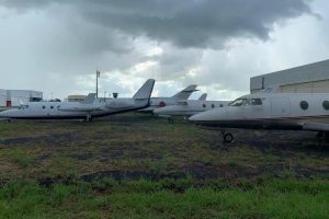 Jatinhos ganham espaço e Maringá entra nesse mercado