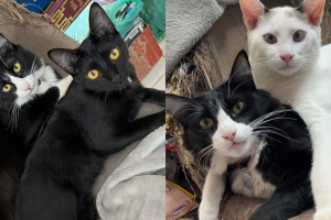 gatos fazem sucesso no sebo