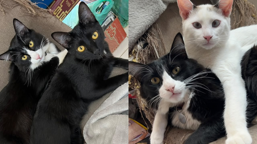 gatos fazem sucesso no sebo