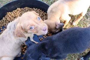 Setembro Caramelo: campanha impulsiona adoção responsável e vacinação gratuita de pets em Maringá