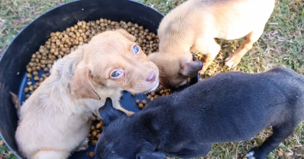 Setembro Caramelo: campanha impulsiona adoção responsável e vacinação gratuita de pets em Maringá