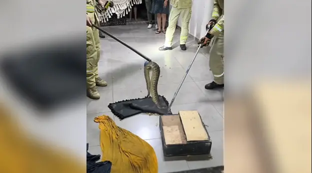 Cobra aparece em casa de Maringá e é capturada pelos Bombeiros